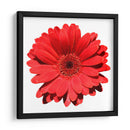 Gerbera roja | Cuadro decorativo de Canvas Lab