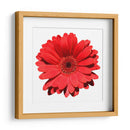 Gerbera roja | Cuadro decorativo de Canvas Lab