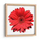 Gerbera roja | Cuadro decorativo de Canvas Lab