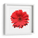 Gerbera roja | Cuadro decorativo de Canvas Lab