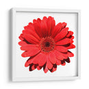 Gerbera roja | Cuadro decorativo de Canvas Lab