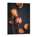 Sueños Wilted I - Sonja Quintero | Cuadro decorativo de Canvas Lab