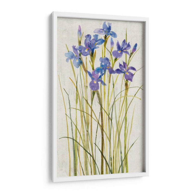 Iris Parche I - Tim OToole | Cuadro decorativo de Canvas Lab