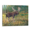 Alces En El Campo - Tim OToole | Cuadro decorativo de Canvas Lab