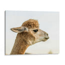 Alpaca Retrato I - Tyler Stockton | Cuadro decorativo de Canvas Lab
