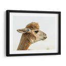 Alpaca Retrato I - Tyler Stockton | Cuadro decorativo de Canvas Lab