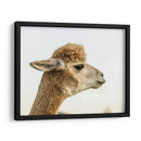 Alpaca Retrato I - Tyler Stockton | Cuadro decorativo de Canvas Lab