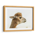 Alpaca Retrato I - Tyler Stockton | Cuadro decorativo de Canvas Lab