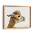 Alpaca Retrato I - Tyler Stockton | Cuadro decorativo de Canvas Lab