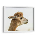 Alpaca Retrato I - Tyler Stockton | Cuadro decorativo de Canvas Lab