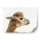 Alpaca Retrato I - Tyler Stockton | Cuadro decorativo de Canvas Lab