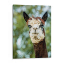 Alpaca Retrato Ii - Tyler Stockton | Cuadro decorativo de Canvas Lab