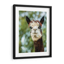 Alpaca Retrato Ii - Tyler Stockton | Cuadro decorativo de Canvas Lab