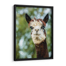 Alpaca Retrato Ii - Tyler Stockton | Cuadro decorativo de Canvas Lab