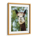 Alpaca Retrato Ii - Tyler Stockton | Cuadro decorativo de Canvas Lab