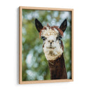 Alpaca Retrato Ii - Tyler Stockton | Cuadro decorativo de Canvas Lab