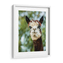 Alpaca Retrato Ii - Tyler Stockton | Cuadro decorativo de Canvas Lab