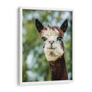 Alpaca Retrato Ii - Tyler Stockton | Cuadro decorativo de Canvas Lab
