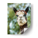 Alpaca Retrato Ii - Tyler Stockton | Cuadro decorativo de Canvas Lab