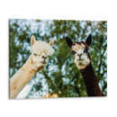 Alpaca Retrato Iii - Tyler Stockton | Cuadro decorativo de Canvas Lab