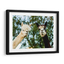 Alpaca Retrato Iii - Tyler Stockton | Cuadro decorativo de Canvas Lab