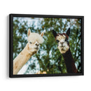 Alpaca Retrato Iii - Tyler Stockton | Cuadro decorativo de Canvas Lab