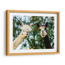Alpaca Retrato Iii - Tyler Stockton | Cuadro decorativo de Canvas Lab