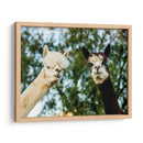 Alpaca Retrato Iii - Tyler Stockton | Cuadro decorativo de Canvas Lab