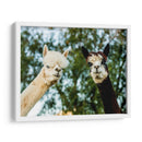 Alpaca Retrato Iii - Tyler Stockton | Cuadro decorativo de Canvas Lab