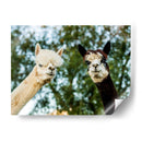 Alpaca Retrato Iii - Tyler Stockton | Cuadro decorativo de Canvas Lab