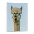 Alpaca Retrato Iv - Tyler Stockton | Cuadro decorativo de Canvas Lab