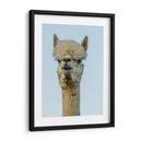Alpaca Retrato Iv - Tyler Stockton | Cuadro decorativo de Canvas Lab
