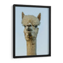 Alpaca Retrato Iv - Tyler Stockton | Cuadro decorativo de Canvas Lab
