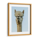 Alpaca Retrato Iv - Tyler Stockton | Cuadro decorativo de Canvas Lab