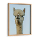 Alpaca Retrato Iv - Tyler Stockton | Cuadro decorativo de Canvas Lab