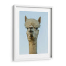 Alpaca Retrato Iv - Tyler Stockton | Cuadro decorativo de Canvas Lab