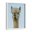 Alpaca Retrato Iv - Tyler Stockton | Cuadro decorativo de Canvas Lab