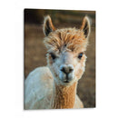 Alpaca Retrato V - Tyler Stockton | Cuadro decorativo de Canvas Lab