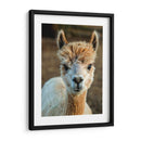 Alpaca Retrato V - Tyler Stockton | Cuadro decorativo de Canvas Lab