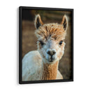 Alpaca Retrato V - Tyler Stockton | Cuadro decorativo de Canvas Lab