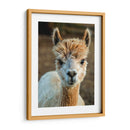 Alpaca Retrato V - Tyler Stockton | Cuadro decorativo de Canvas Lab