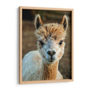 Alpaca Retrato V - Tyler Stockton | Cuadro decorativo de Canvas Lab