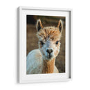 Alpaca Retrato V - Tyler Stockton | Cuadro decorativo de Canvas Lab