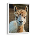 Alpaca Retrato V - Tyler Stockton | Cuadro decorativo de Canvas Lab