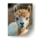 Alpaca Retrato V - Tyler Stockton | Cuadro decorativo de Canvas Lab