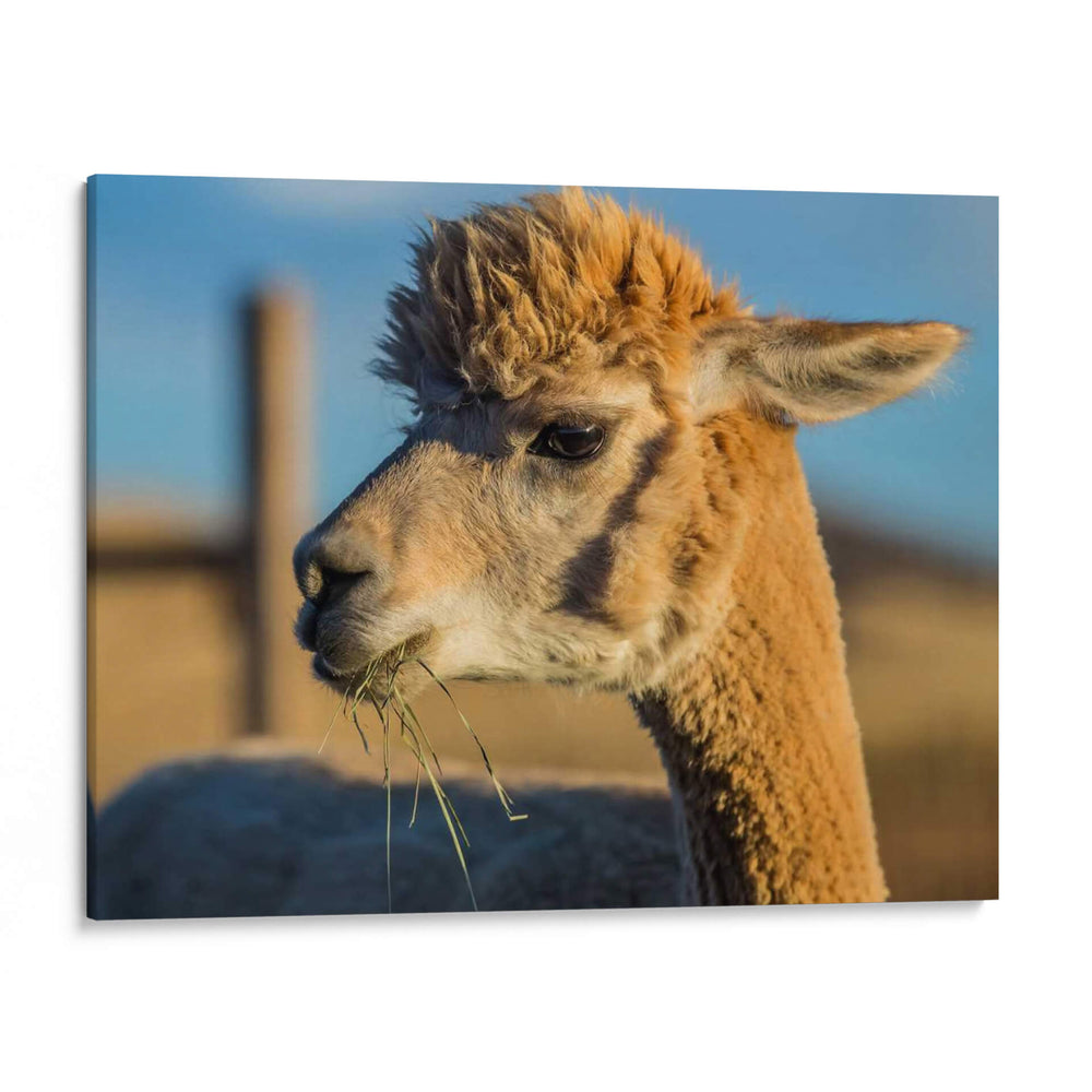 Alpaca Retrato Vi - Tyler Stockton | Cuadro decorativo de Canvas Lab