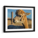 Alpaca Retrato Vi - Tyler Stockton | Cuadro decorativo de Canvas Lab