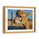 Alpaca Retrato Vi - Tyler Stockton | Cuadro decorativo de Canvas Lab