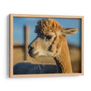 Alpaca Retrato Vi - Tyler Stockton | Cuadro decorativo de Canvas Lab