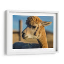 Alpaca Retrato Vi - Tyler Stockton | Cuadro decorativo de Canvas Lab